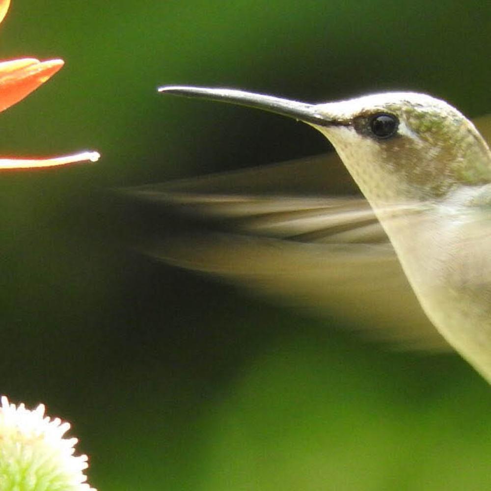 A ruby-throated hummingbird sips nectar from a flower. 