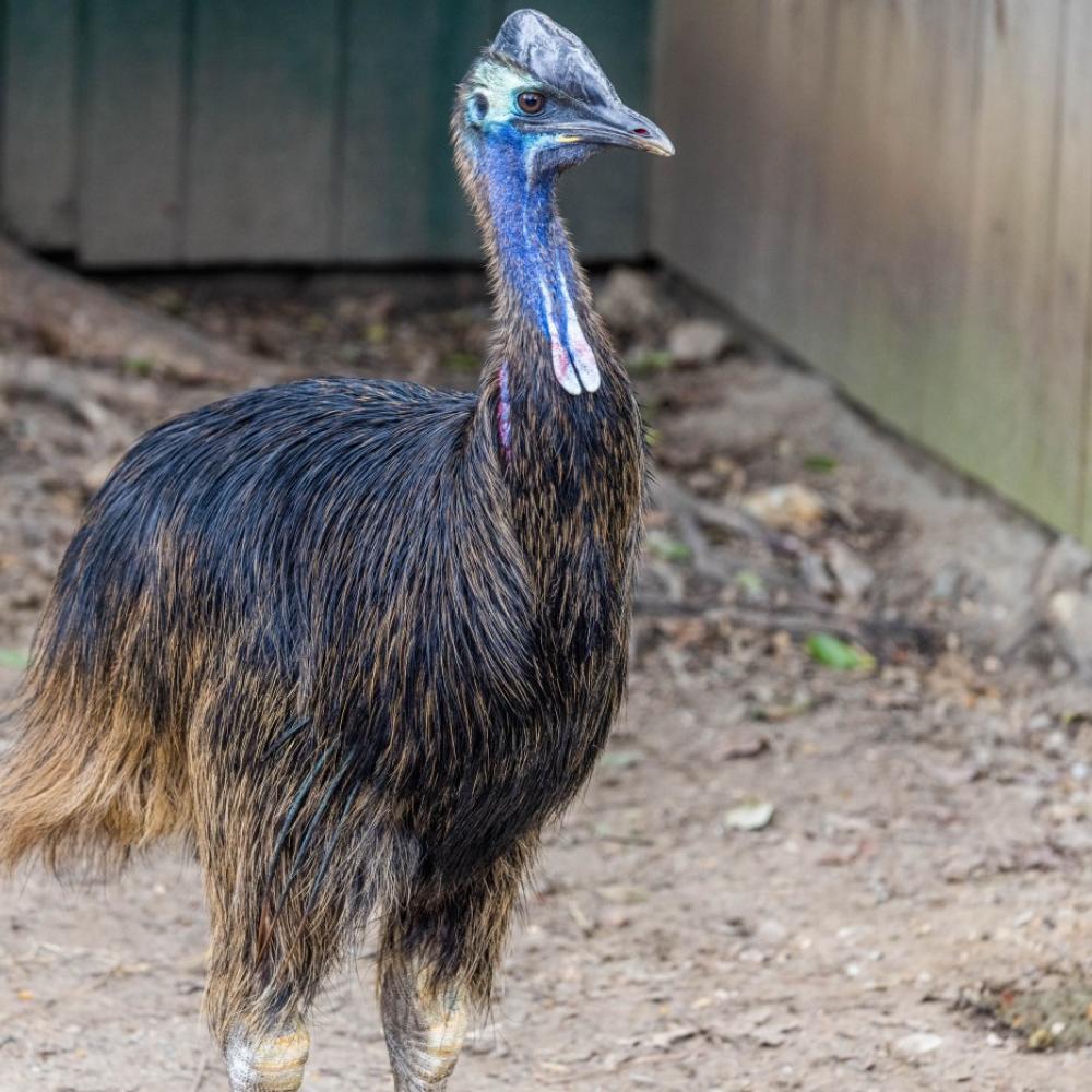 Cassowary Dundee standing in his habitat at the Bird House. 