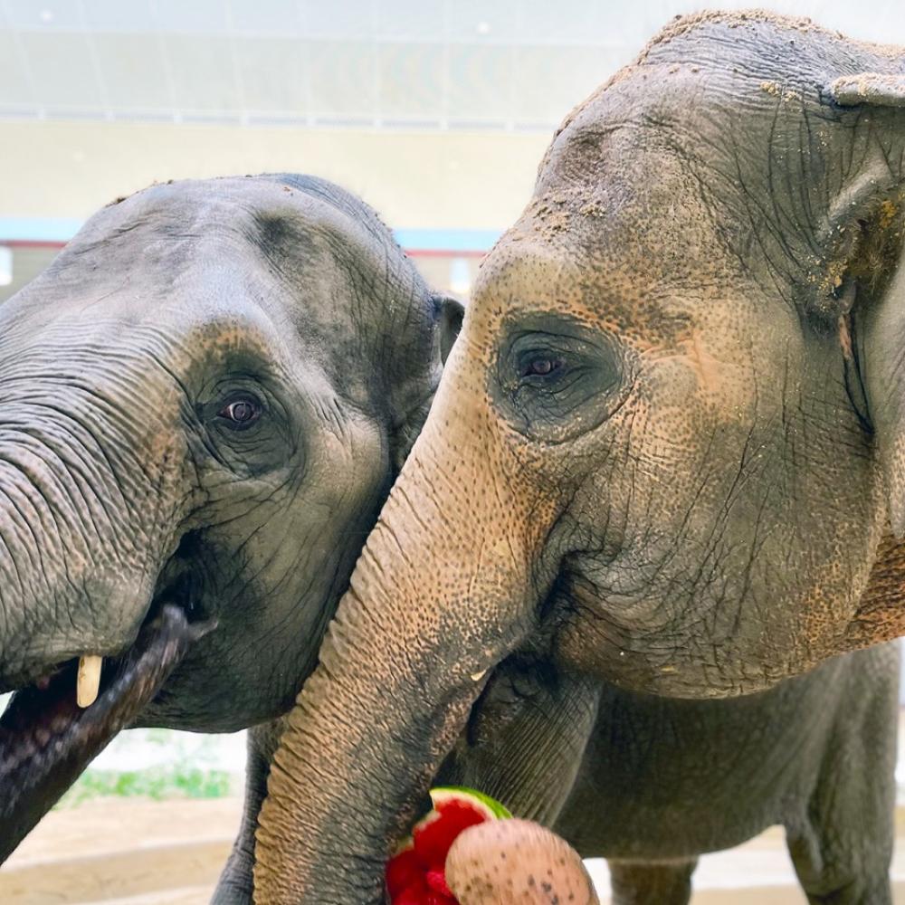 Asian elephants Nhi Linh and Trong Nhi.