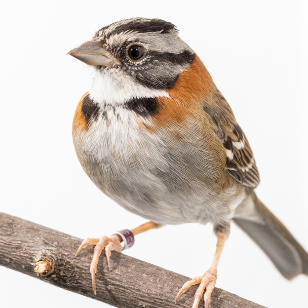 Side profile of a rufous-collared sparrow,a small bird with gray and black plumage and a reddish-brown collar around its neck.