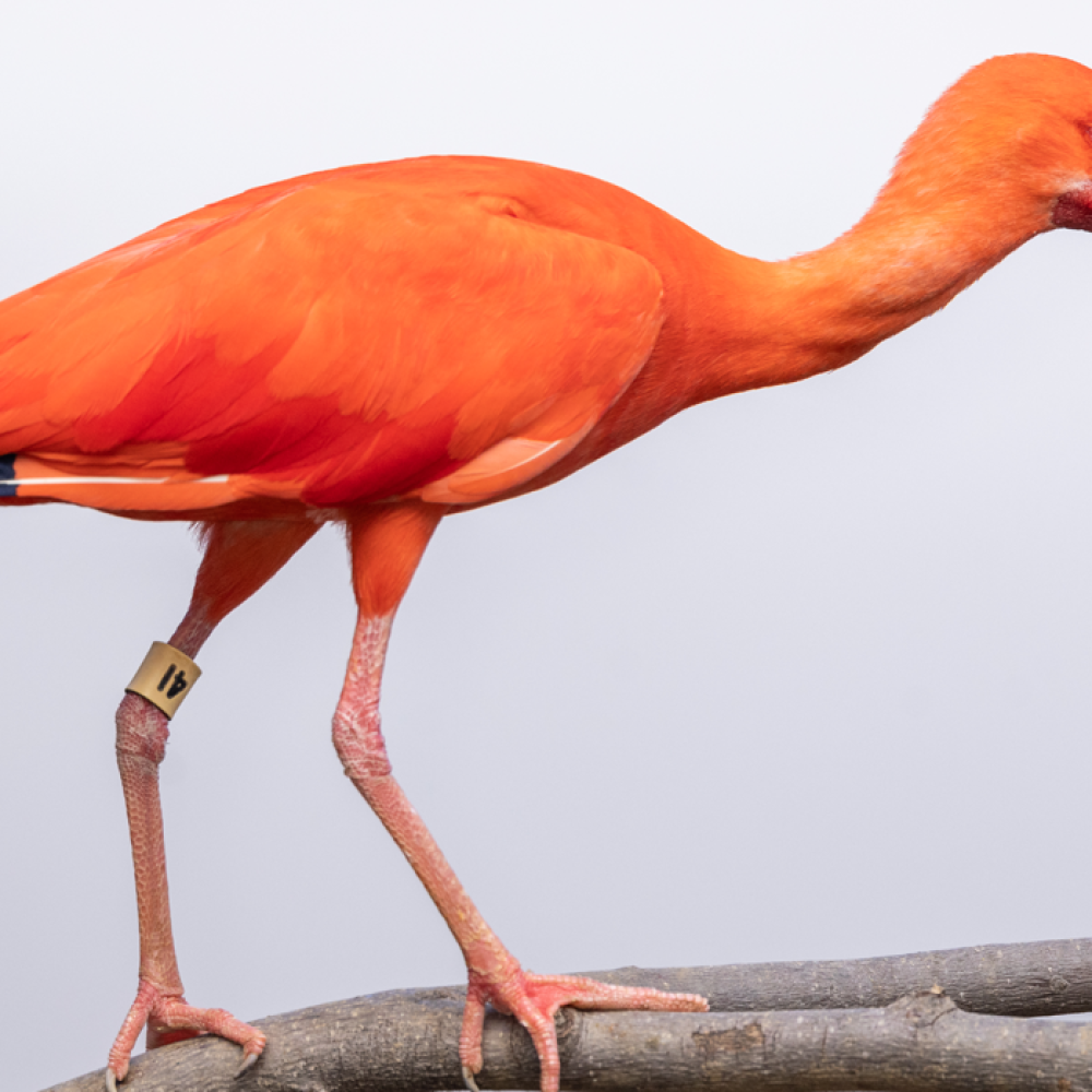 Side profile of a scarlet ibis, a wading bird with reddish-orange plumage and a long, curved bill. 