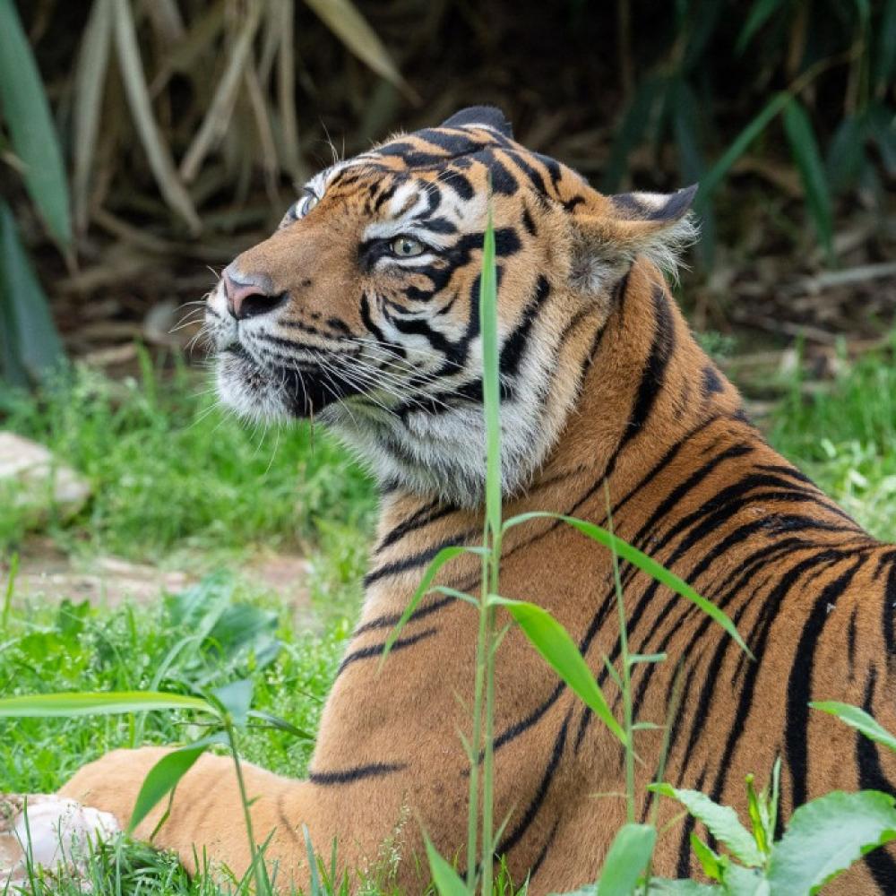 Sumatran tiger Damai lounges in the Great Cats habitat. 