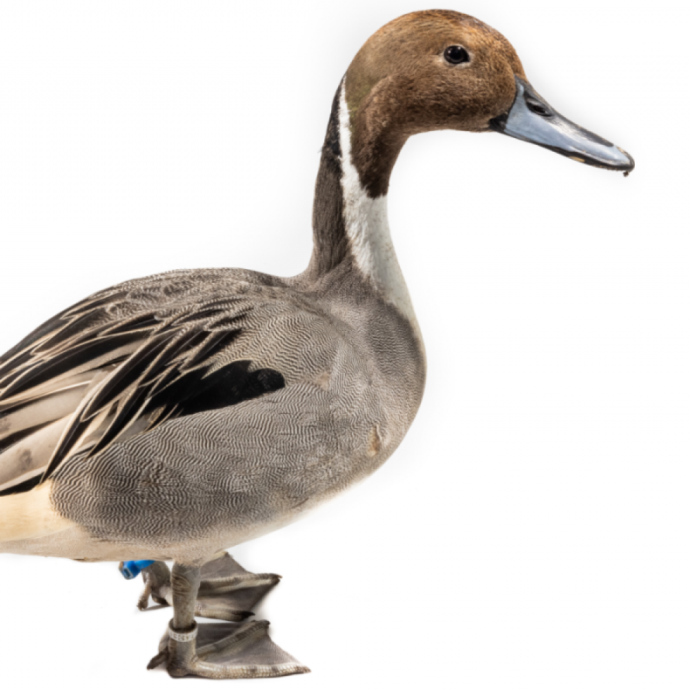 A male Northern pintail stands on a white backdrop.