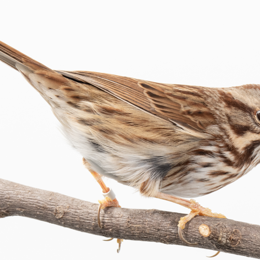 Side profile of a song sparrow, a small bird with streaky brown plumage, perching on a branch.