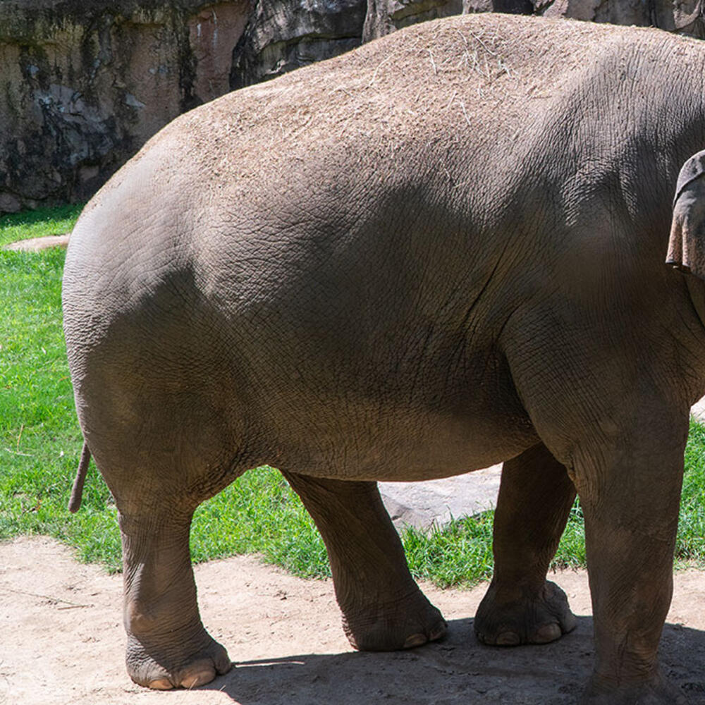 A male Asian elephant, named Spike, with large white tusks and a long trunk stands outside in the sun near a pool of water at the Smithsonian's National Zoo