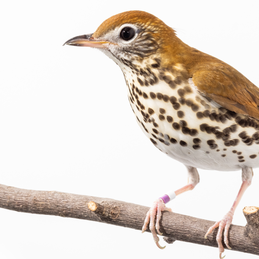 Side profile of a wood thrush, a medium-sized songbird with bright brown plumage on its upper parts and a creamy white chest with brown spots,