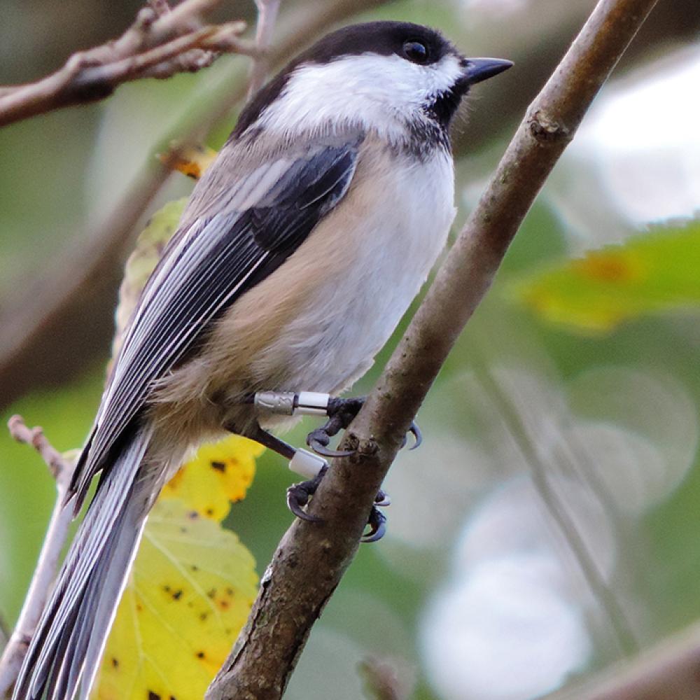 A white, gray and black feathered bird, called a black-capped chickadee, perched on a tree branch. The bird has aluminum tracking bands around its legs