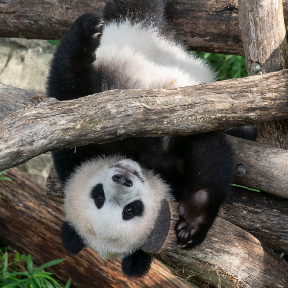 Xiao Qi Ji looks at the camera while balancing upside down on a tree limb.