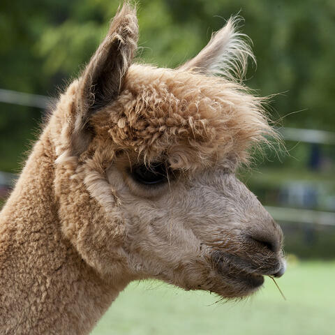 Side view of an alpaca