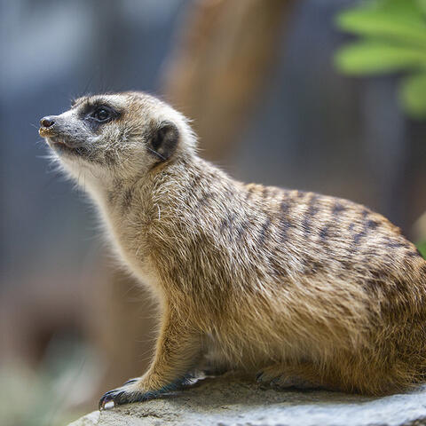 Meerkat on a rock