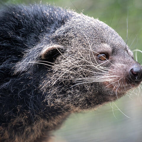 Closeup of a shaggy binturong