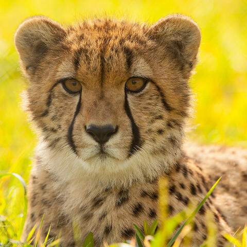A cheetah laying in the grass on a sunny day