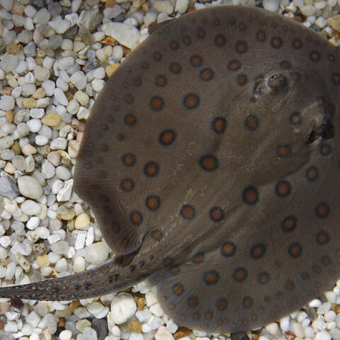 A freshwater stingray with a gray body and brown-black spots swimming over gravel and sand