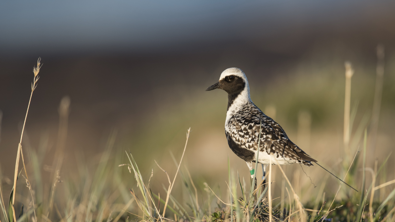 High quality Shorebird