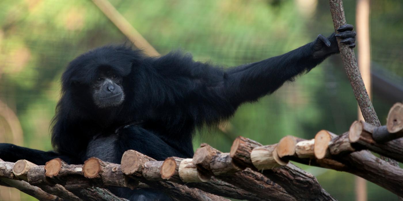 A gibbon (siamang) named Ronnie with black fur and long arms sits on a small wooden bridge made of branches, with its arm outstretched and grasping a branch