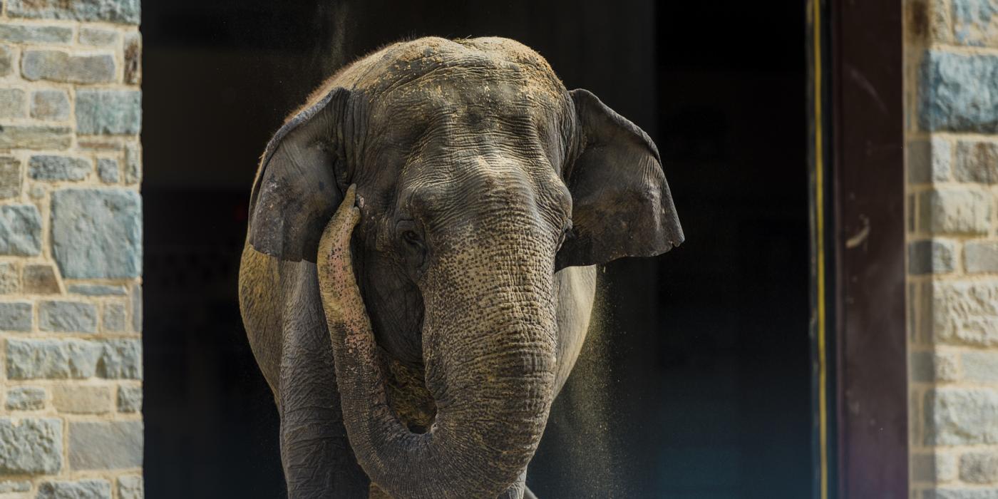 Asian elephant Shanthi at the Elephant Trails exhibit. 