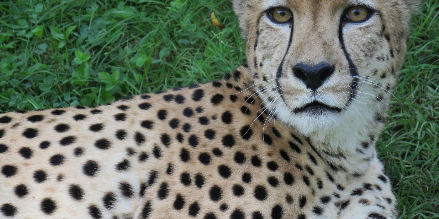 Cheetah Justin (nicknamed "Gat") lays in the grass at the Cheetah Conservation Station.