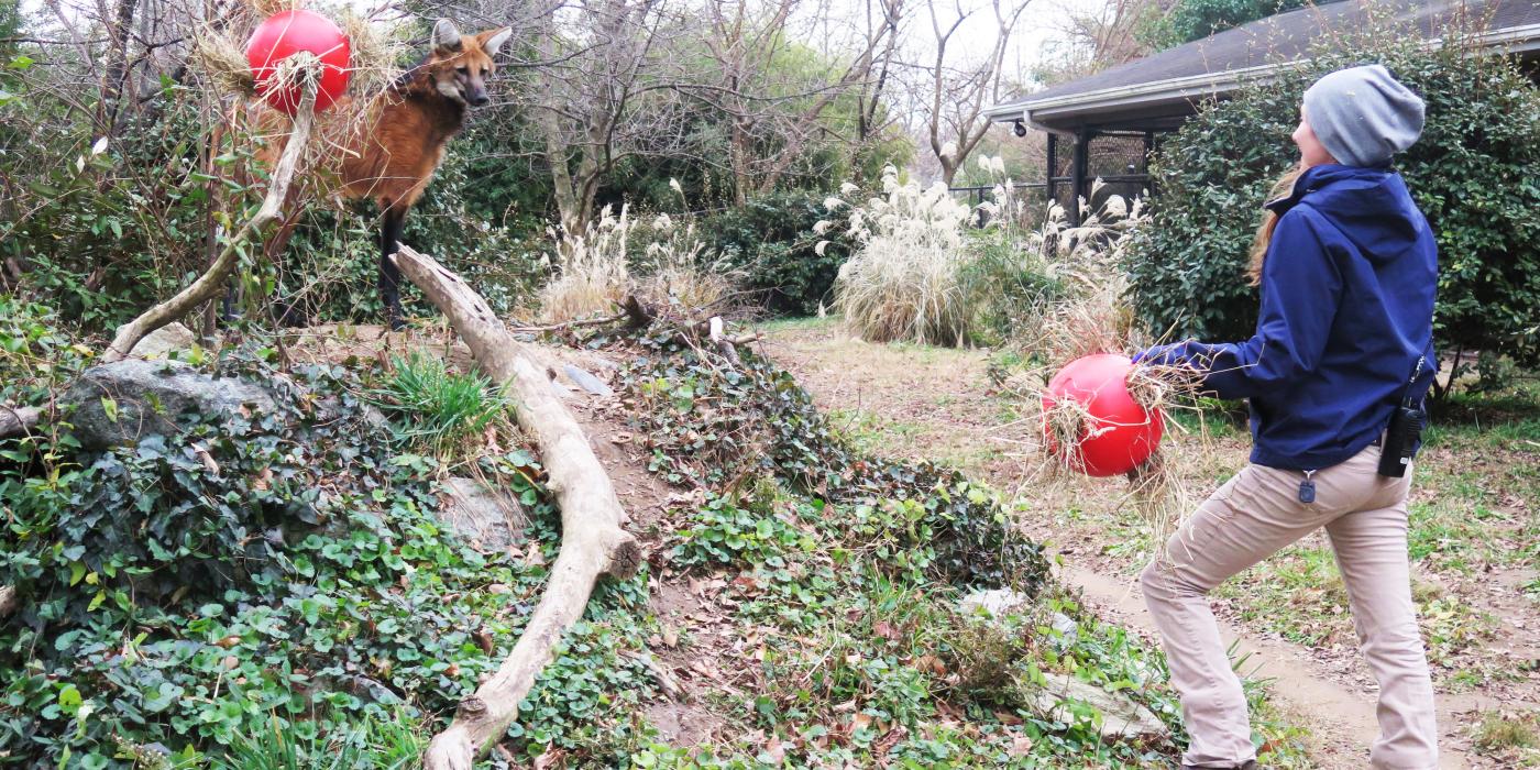 Placing enrichment in the maned wolf yard.