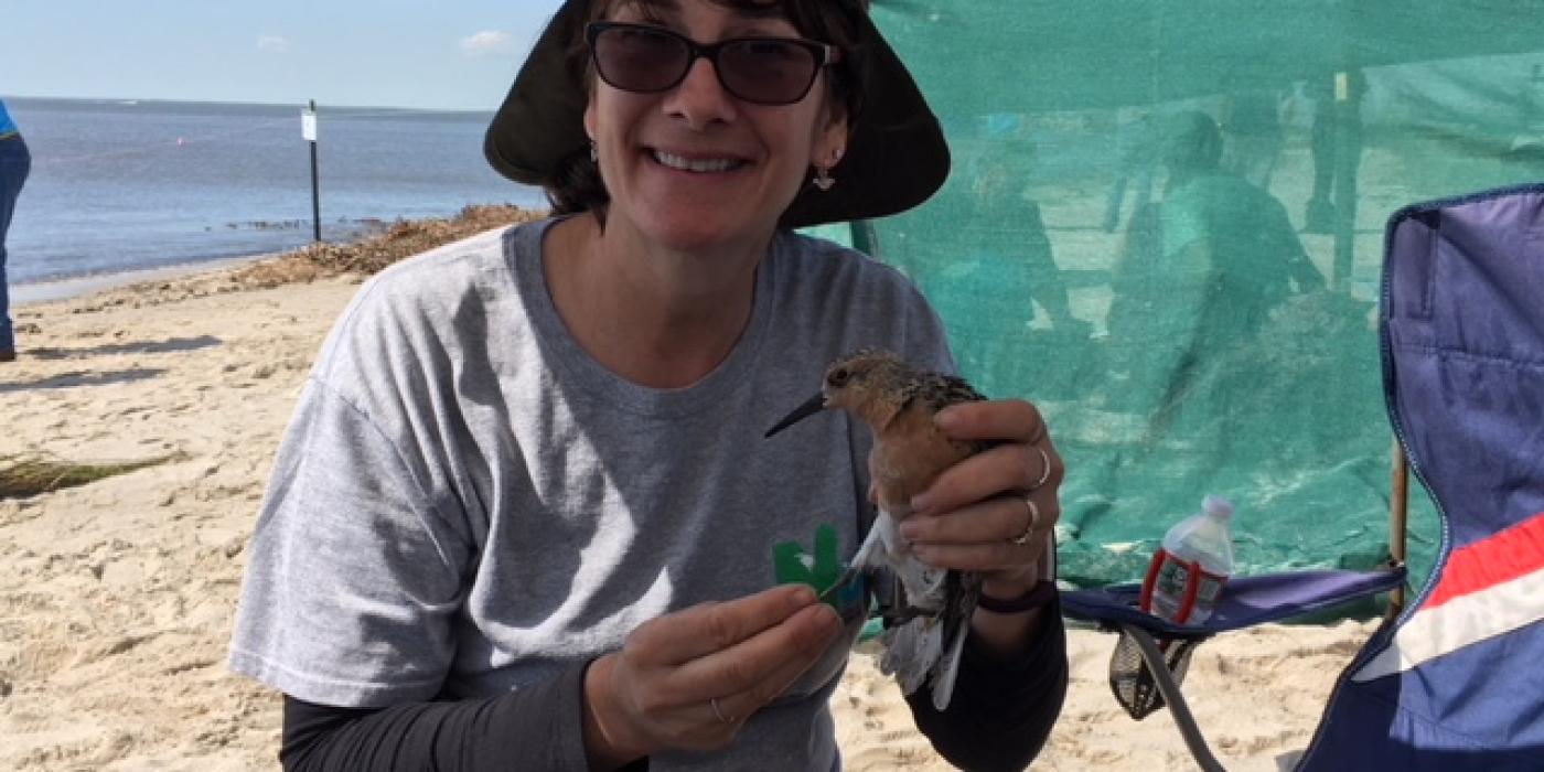 Lori Smith bands a red knot at the Delaware Bay.