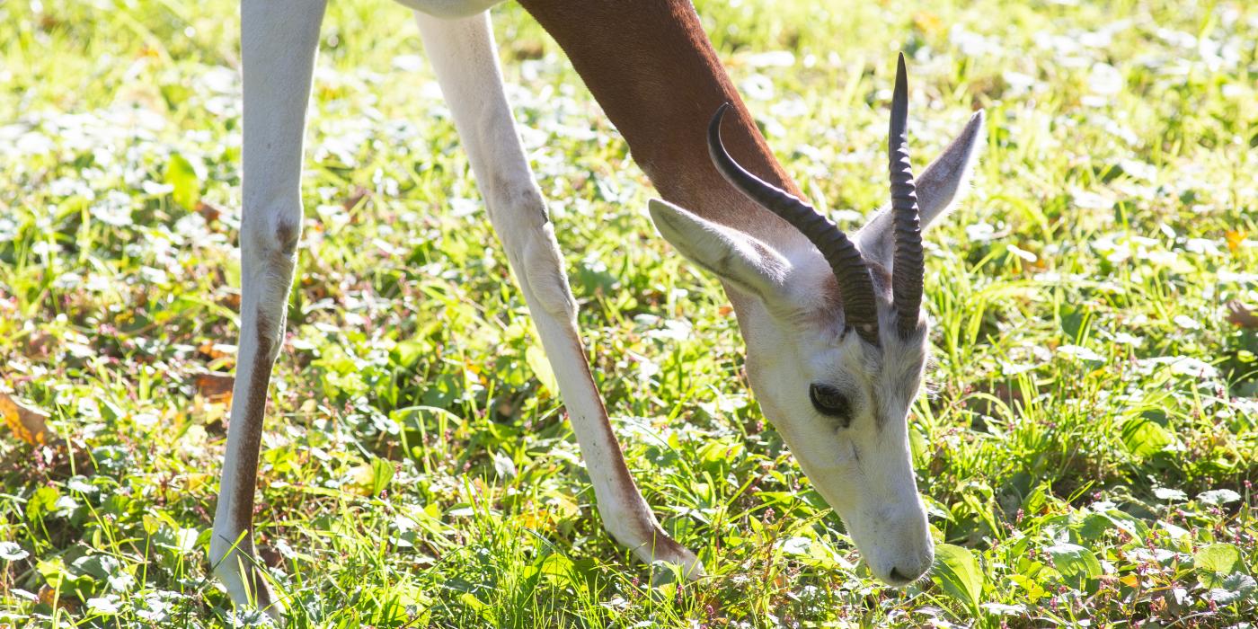 A dama gazelle with long legs, a slender neck and short, curved horns grazes in a grassy yard on a sunny day