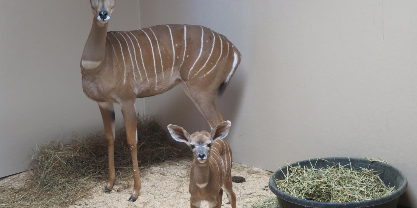 Lesser kudu female Rogue with her newborn male calf behind the scenes at the Zoo’s Cheetah Conservation Station. Lesser kudu female Rogue with her newborn male calf behind the scenes at the Zoo’s Cheetah Conservation Station.
