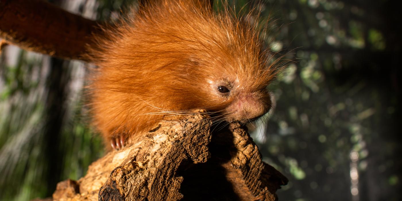 The prehensile-tailed porcupette at the Smithsonian's National Zoo. Prehensile-tailed porcupette