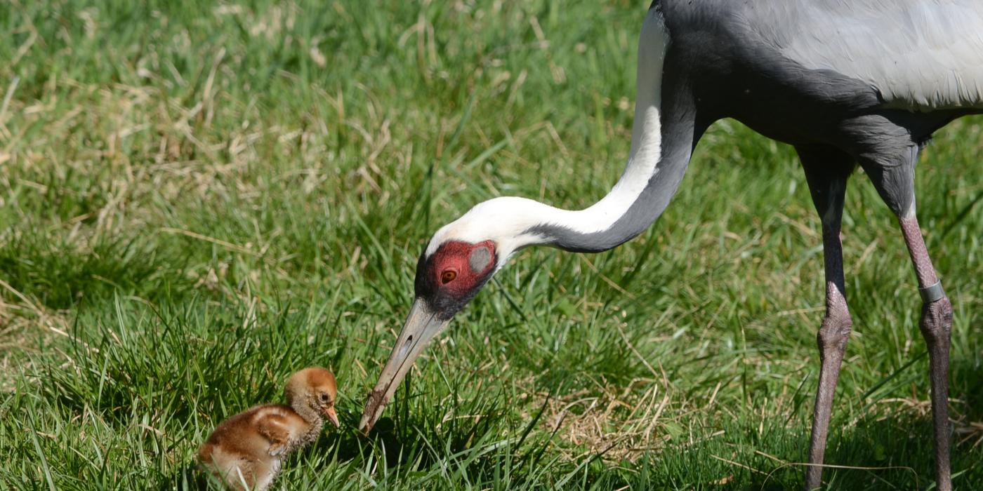 A white-naped crane chick hatched April 2, 2020. She is pictured with her mother, Brenda. 