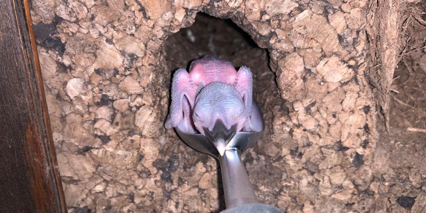 A Guam kingfisher hatched at the Smithsonian Conservation Biology Institute April 21. It is being raised by its parents, Giha and Animu. A Guam kingfisher hatched at the Smithsonian Conservation Biology Institute April 21. It is being raised by its parents, Giha and Animu.