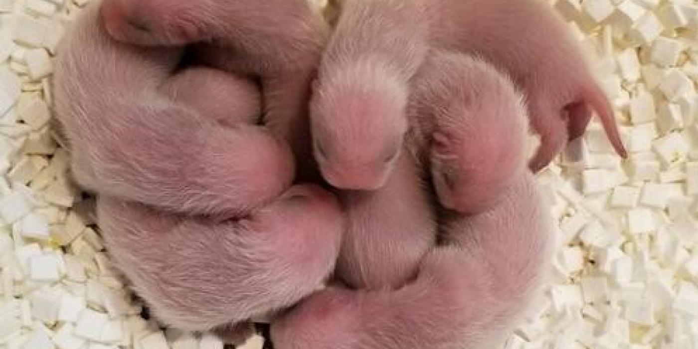 Animal care staff at the Smithsonian Conservation Biology Institute welcomed six black-footed ferret kits to 2-year-old mother Potpie May 10, 2020. 