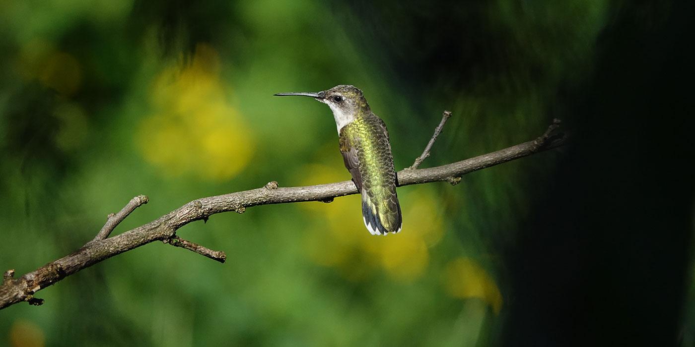 A small hummingbird with jewel-toned feathers and a long, thin bill perches on a branch