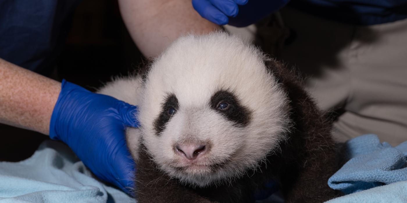 Giant panda cub