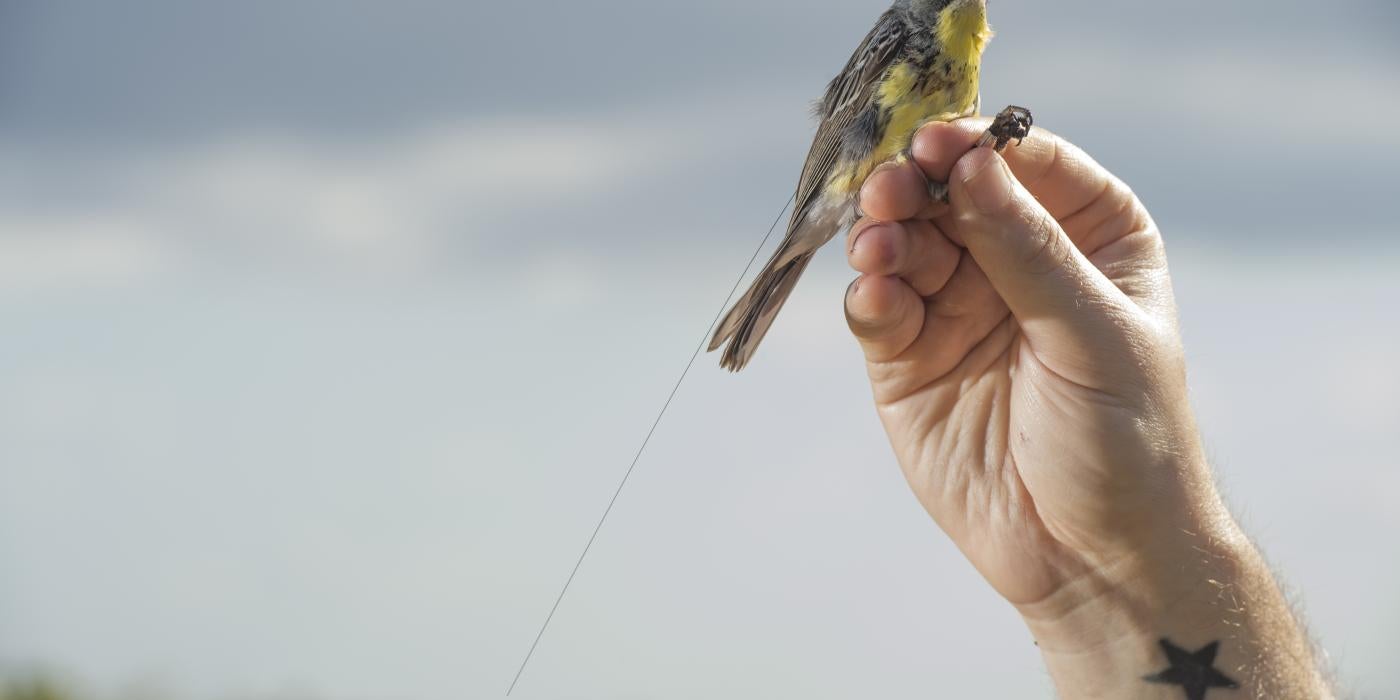 State-of-the-art tracking technology reveals previously unknown long-distance movements of Kirtland’s warblers during the mating season that have important conservation implications for North American birds. 