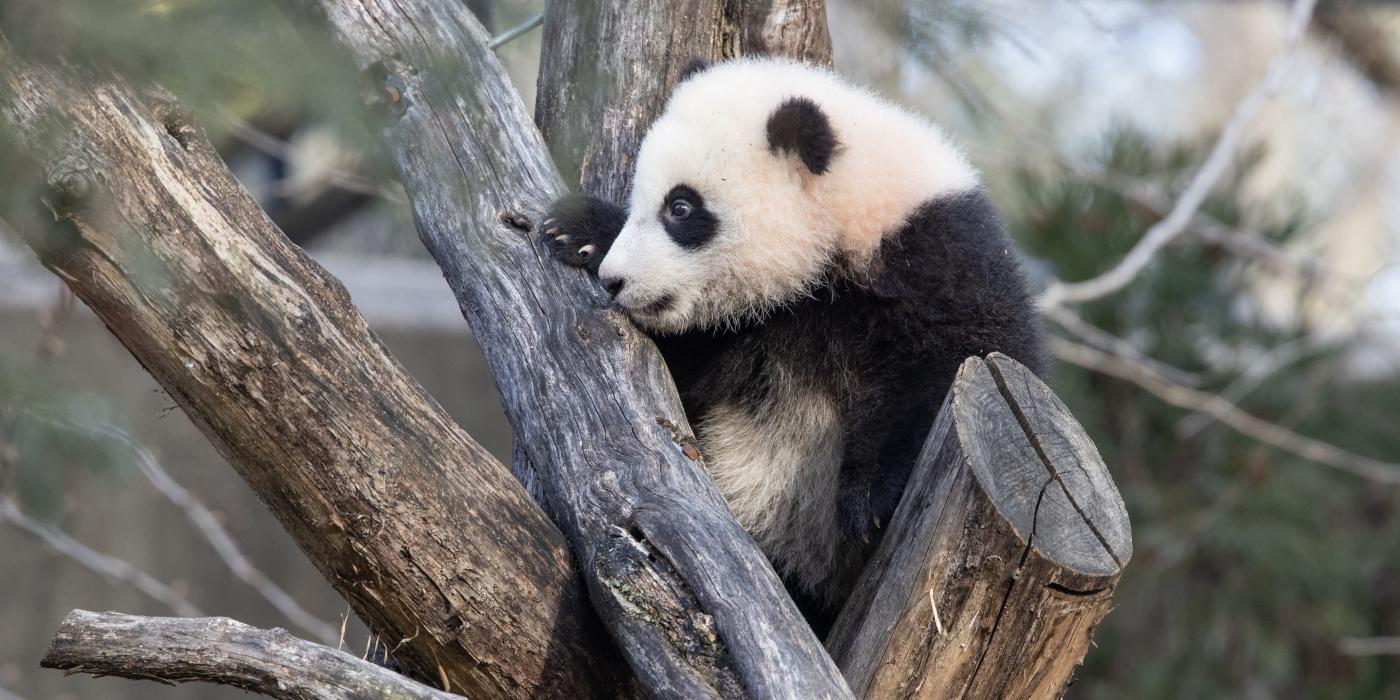 Giant panda cub Xiao Qi Ji climbs on a structure made of criss-crossed logs in his outdoor yard