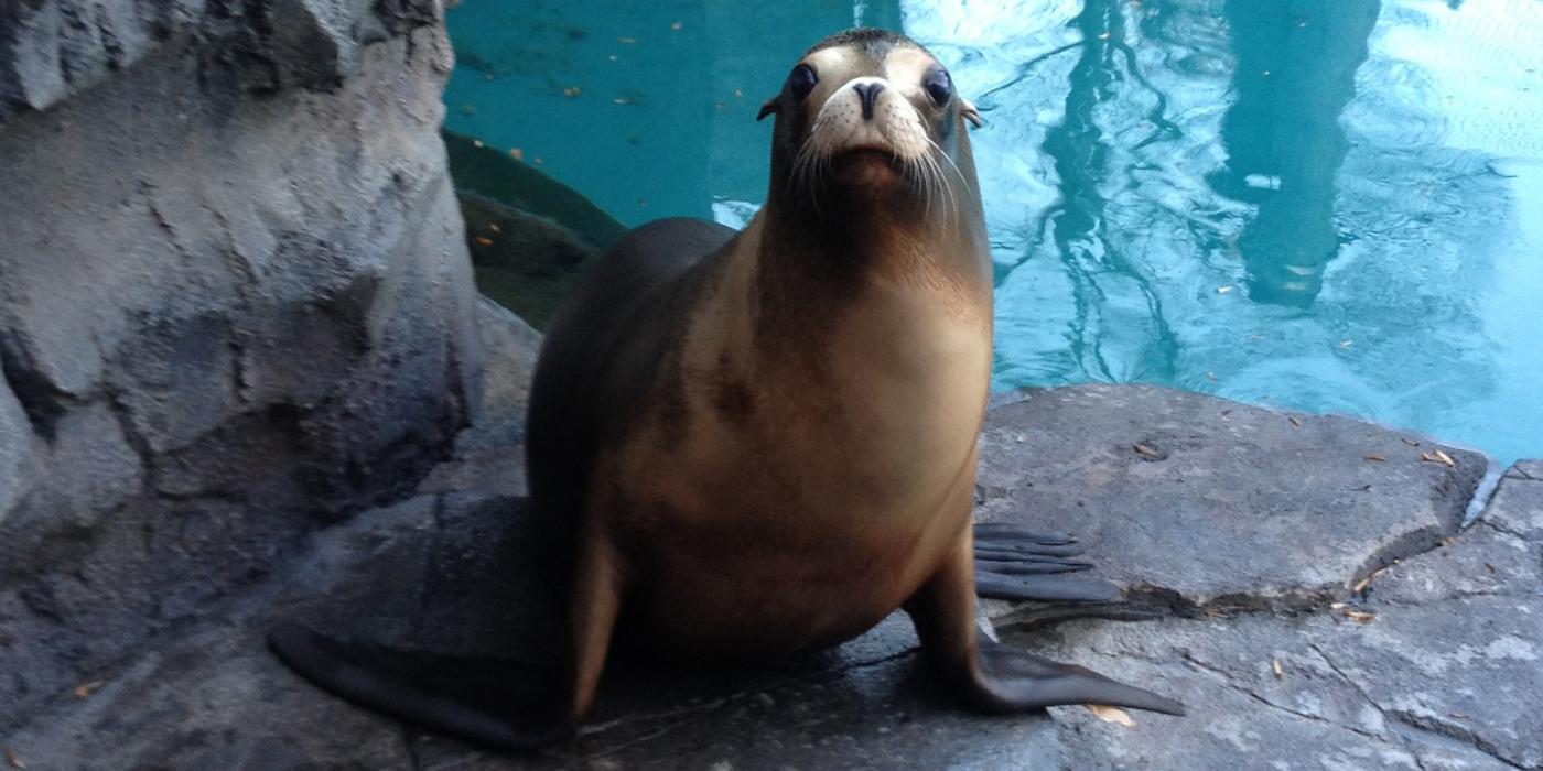 Sea lion Calli sits atop the rockwork of her habitat, in front of a pool of water. 