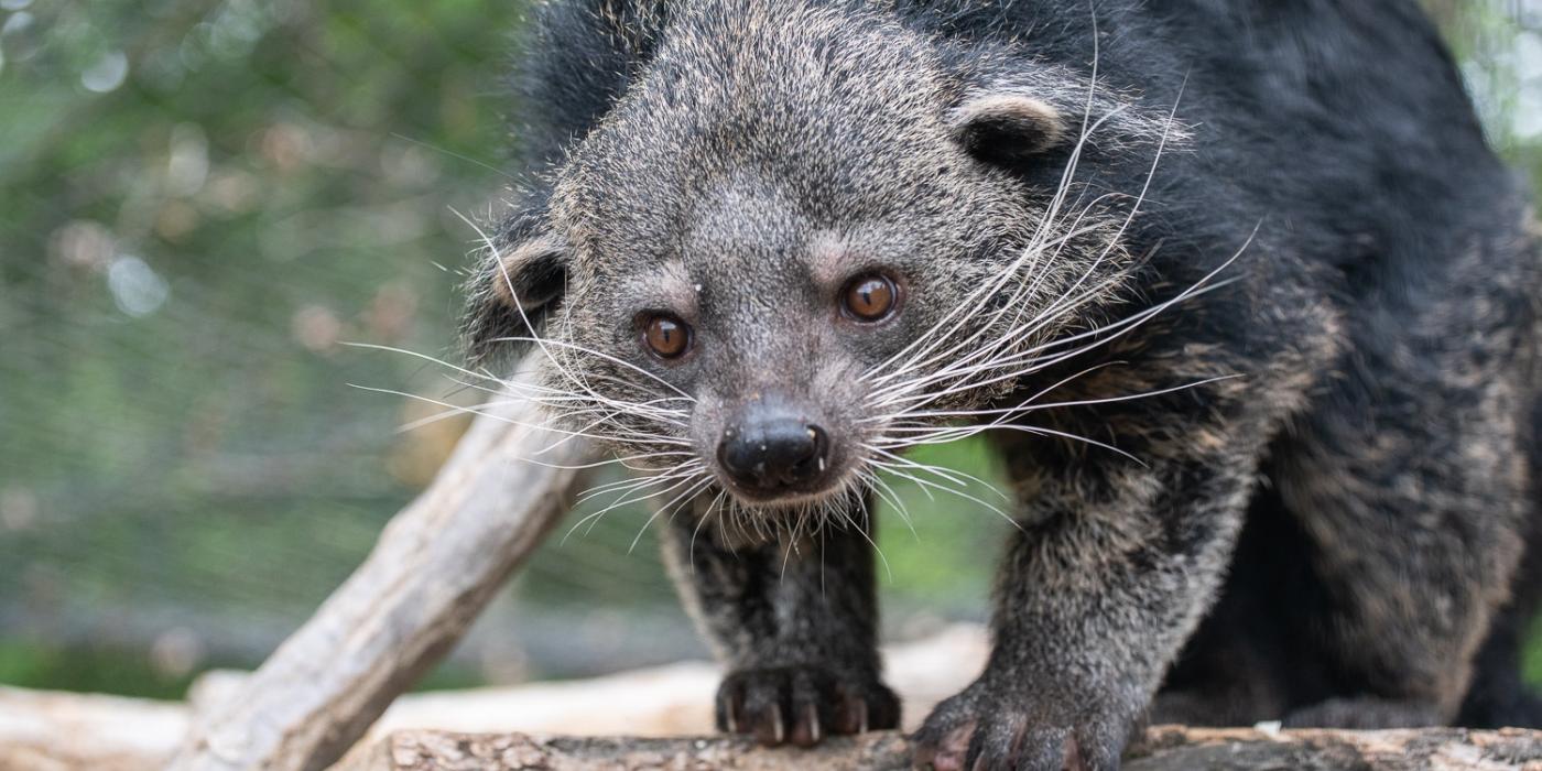 A binturong with a low, muscular body, shaggy fur, whiskers, and tufted eyebrows stands on a log