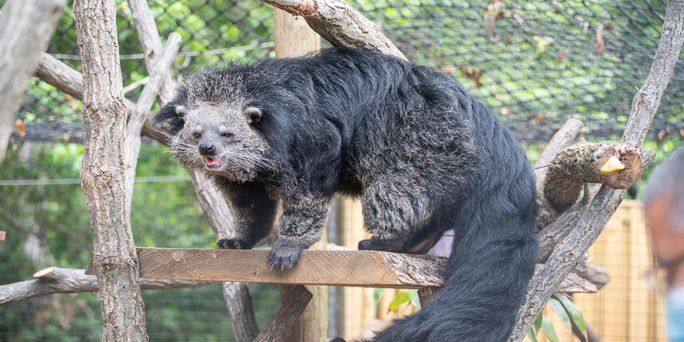 A binturong with a stout body, coarse dark fur, and a big, shaggy tail stands on a tree branch with its mouth slightly open