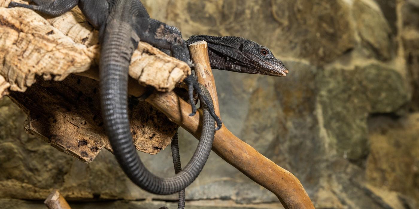 A black tree monitor (lizard) with dark coloration, an elongated body and a long, slender tail rests on a branch with its head raised