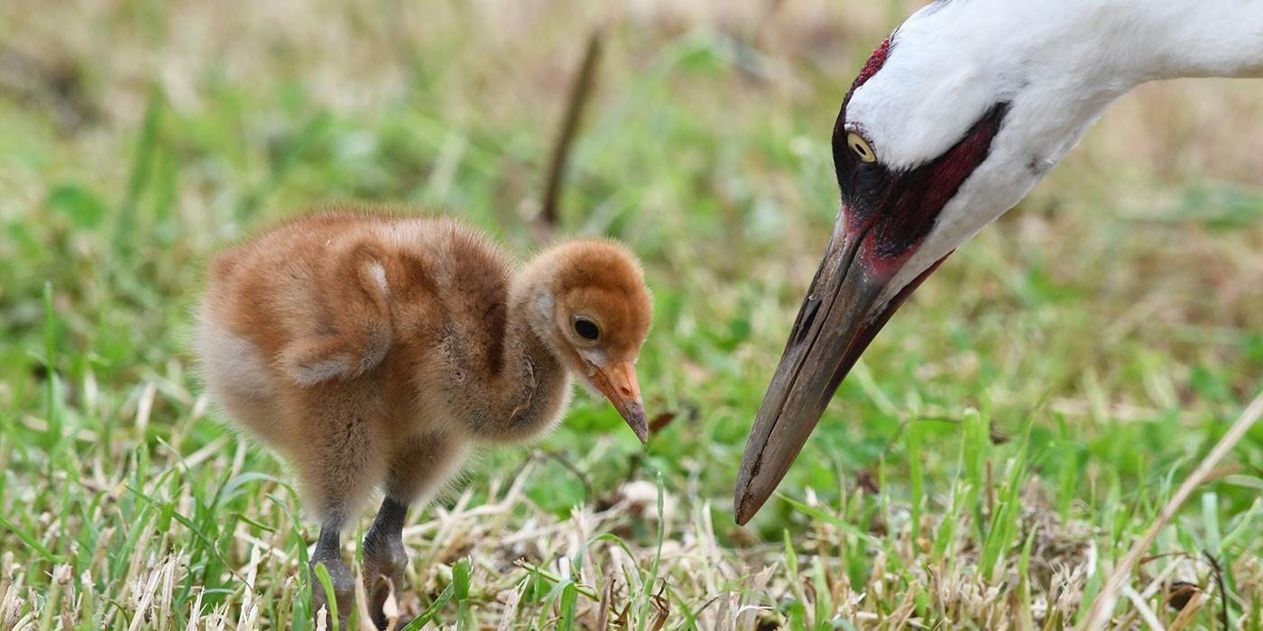 White-naped crane chick receives a meal worm from its parent.