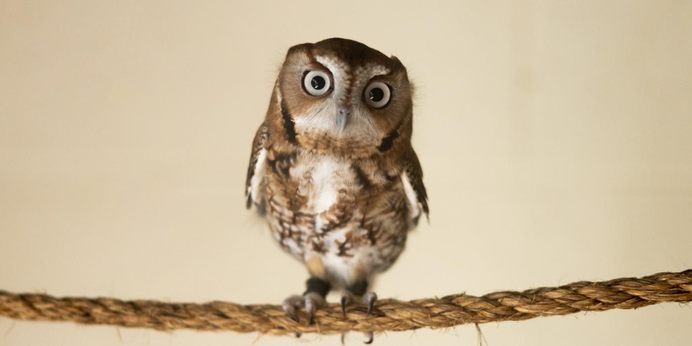 An eastern screech owl with mottled brown-gray feathers, large round eyes, and sharp talons perched on a rope