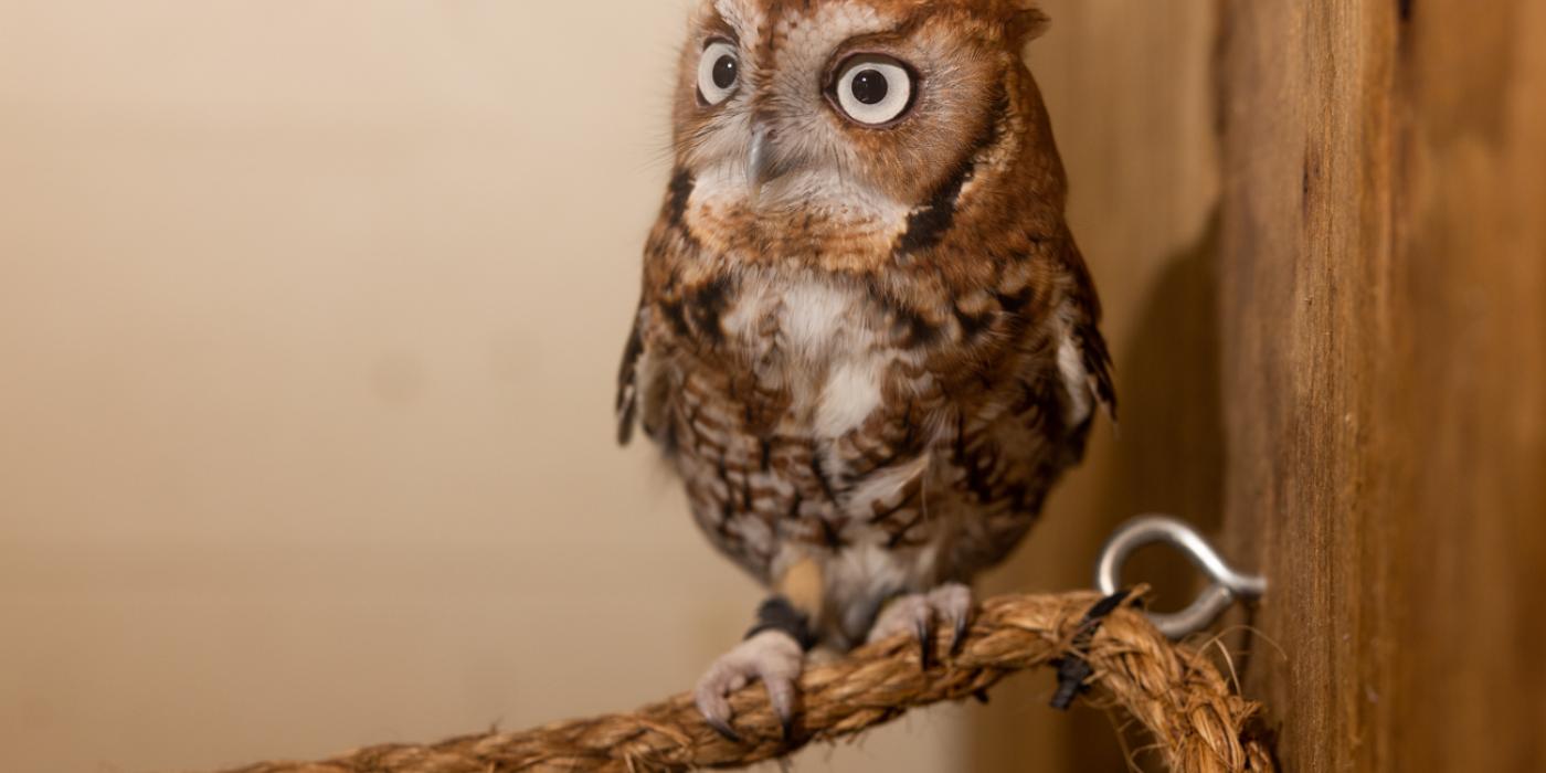 An eastern screech owl with mottled brown-gray feathers, large round eyes, and sharp talons perched on a rope attached to wood