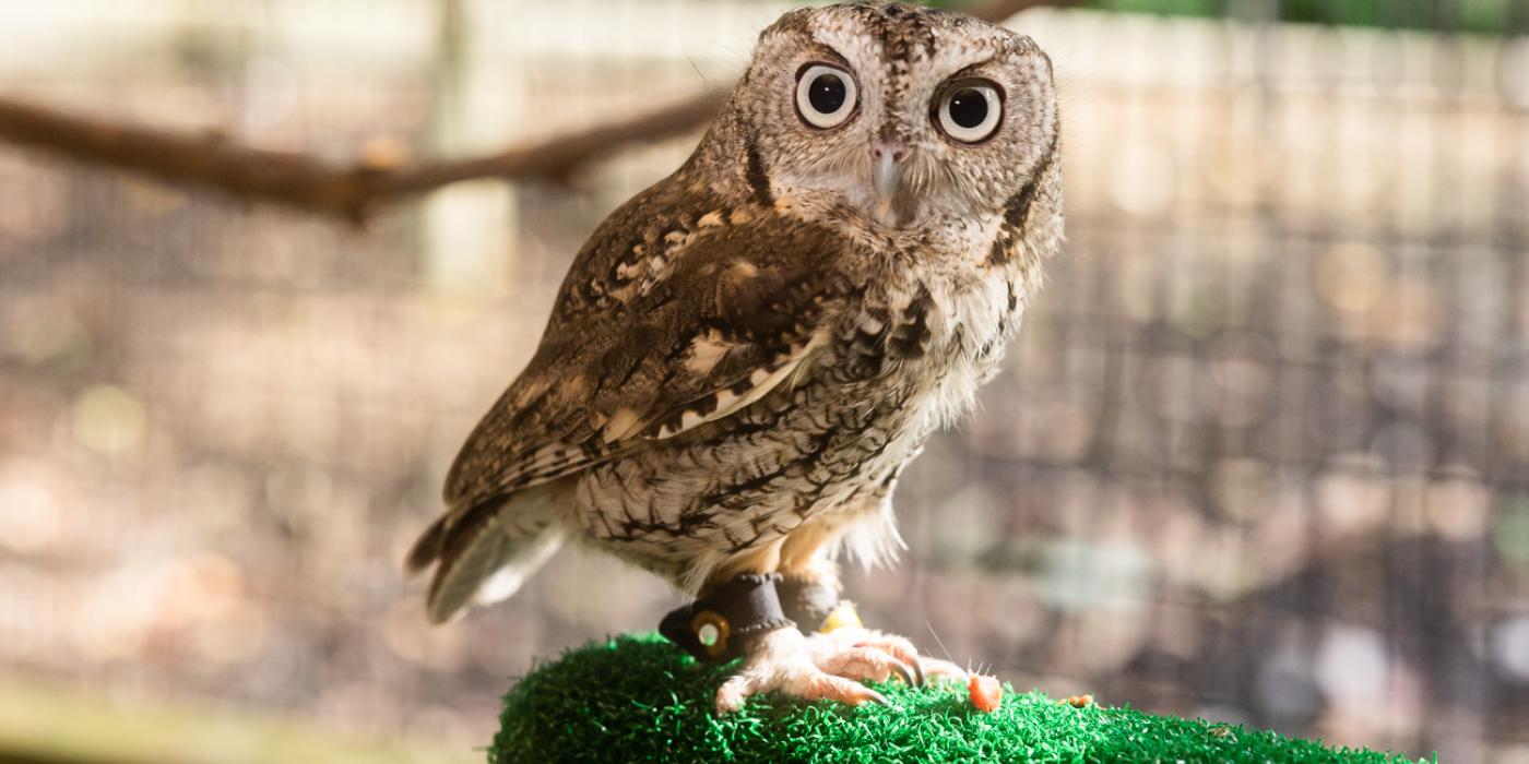 An eastern screech owl with brown-gray feathers, large round eyes, and sharp talons perched on pedestal covered with turf