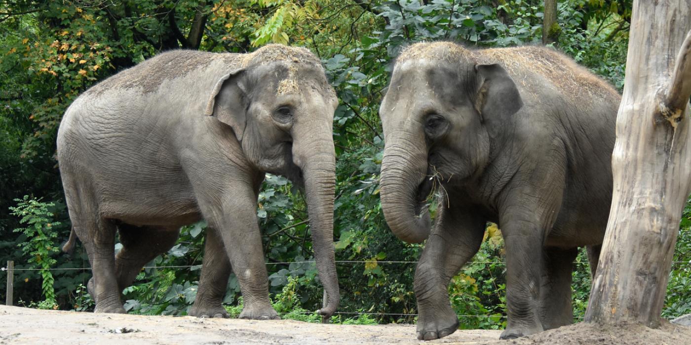 Asian elephants Trong Nhi (left) and Nhi Linh (right) at Rotterdam Zoo.