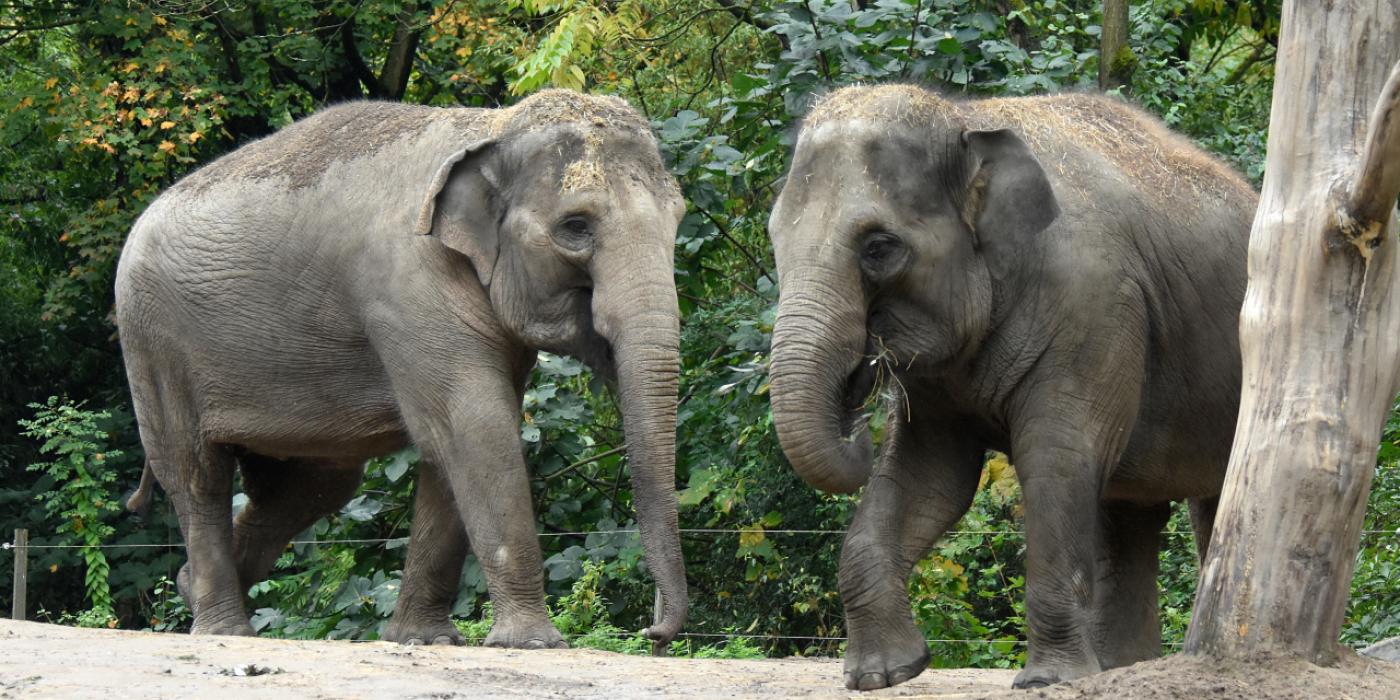 Asian elephants Trong Nhi (left) and Nhi Linh (right) at Rotterdam Zoo. 