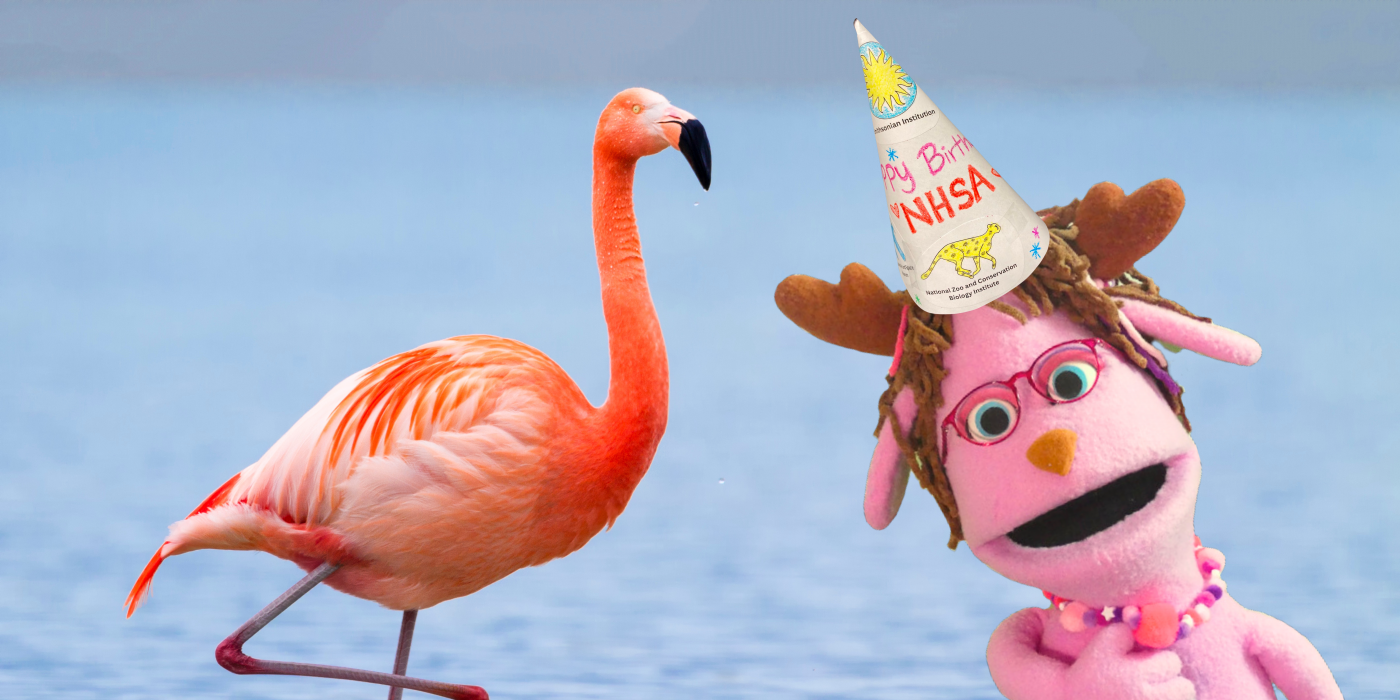 NHSA Pinky in Birthday Hat with Flamingo
