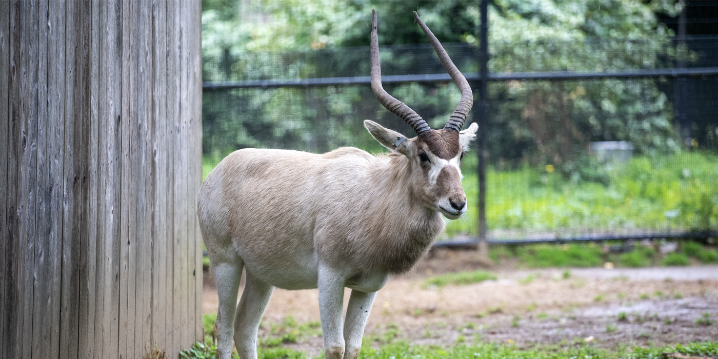 Side profile of an addax with a fence in the background.