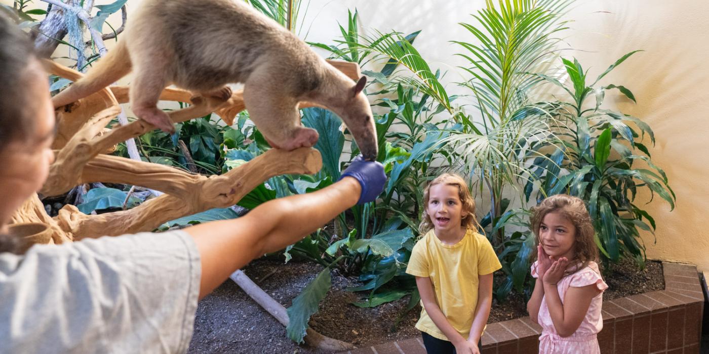 a zoo keeper feeds a tamandua in front of two young children