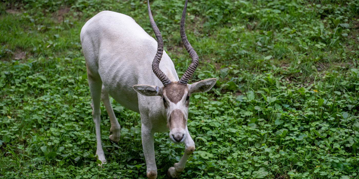 An addax looks towards the camera while walking on a bed of green grass.