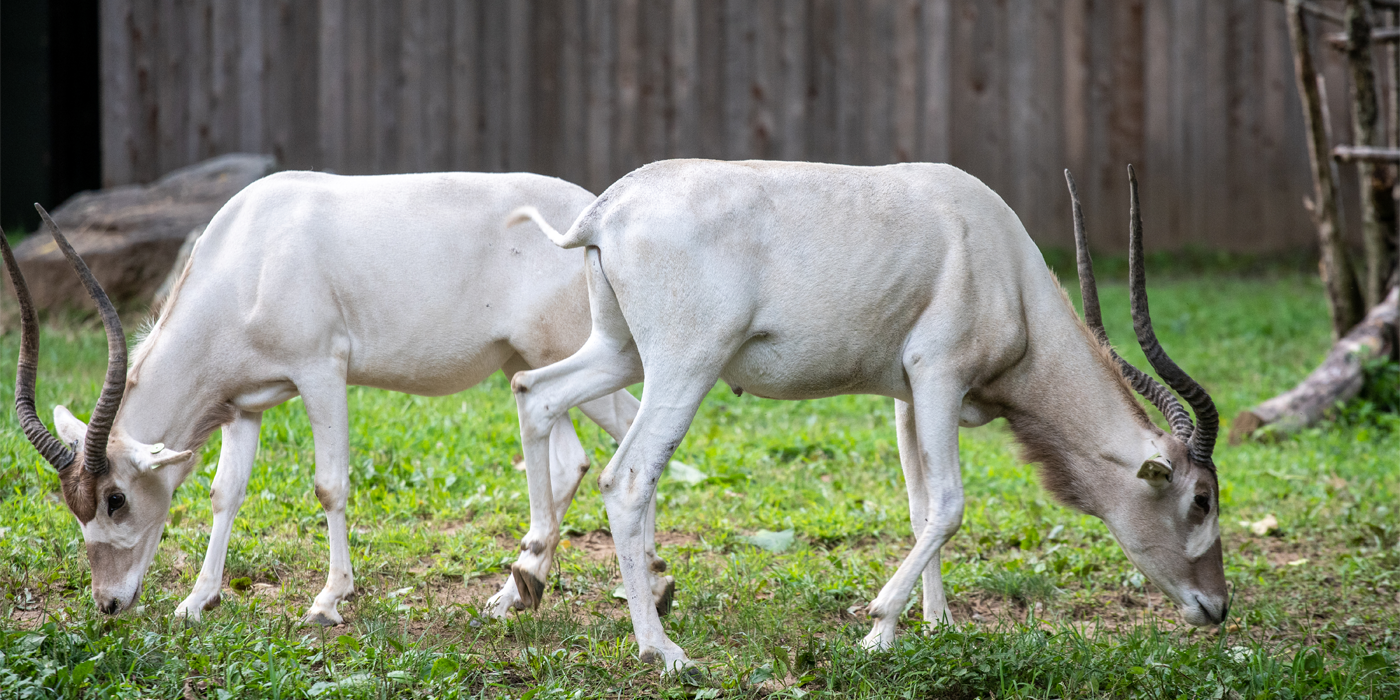 A pair of addax graze on grass with a wooden fence behind them.