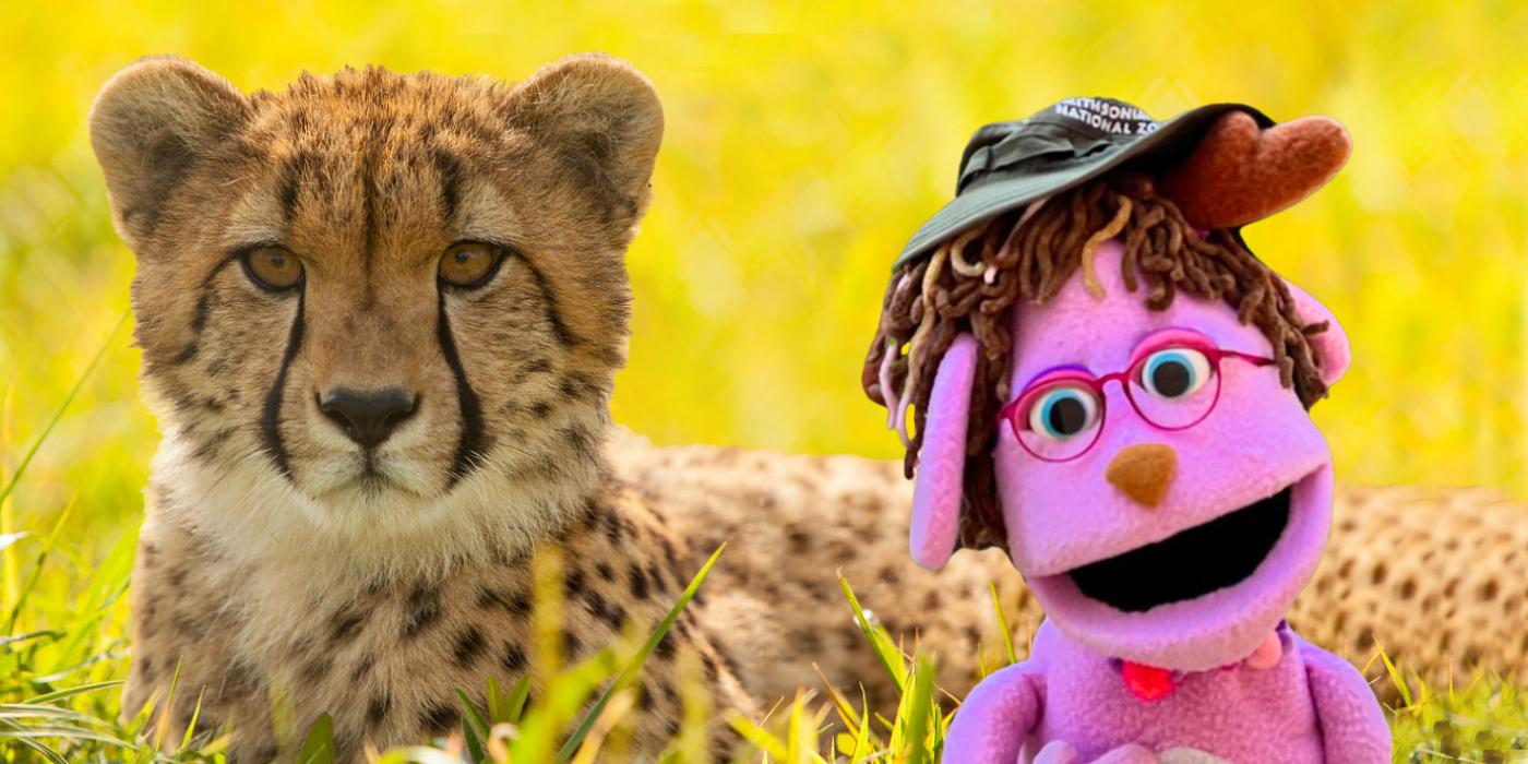 Pinky Head Start puppet with cheetah