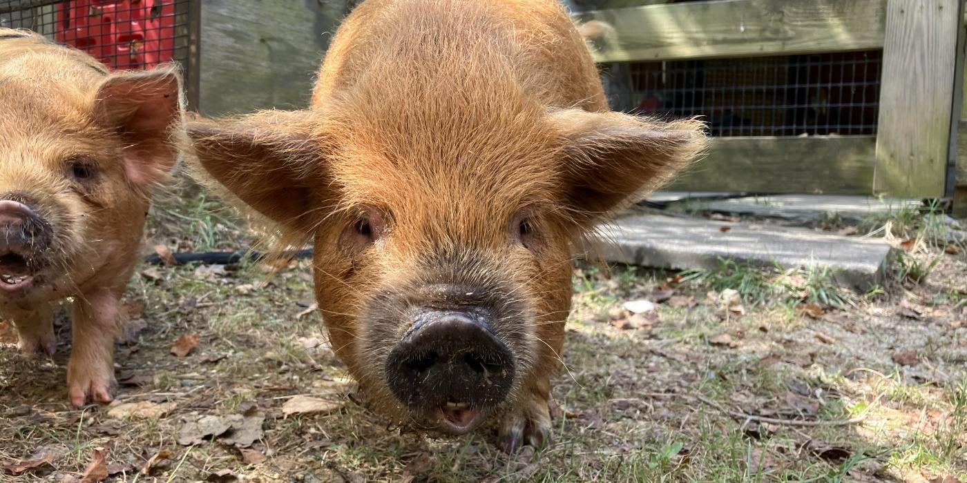Photo of Otis, a young kunekune pig. Otis is a small, light brown colored pig.